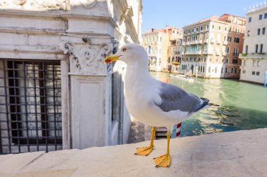 Rialto Köprüsü Venedik, İtalya turist yiyecek arayan martı.