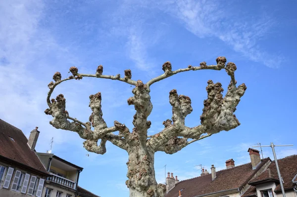 Trimmed Platanus (Plane) trees, Place des Dports in Poligny which is a commune in the Jura department in Franche-Comt in eastern France.