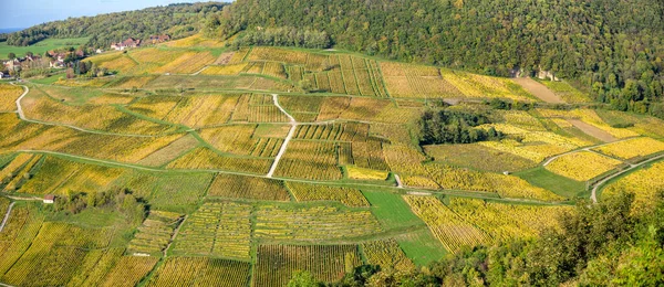 파노라마의 전경에 근처의 포도원 Departement Jura Franche Comte France — 스톡 사진