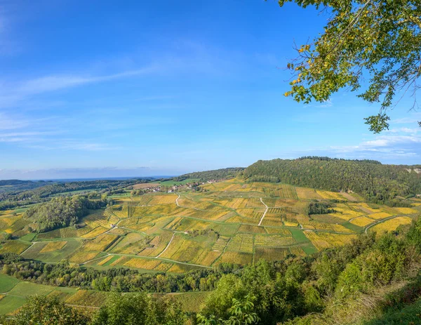 Vigneti Vicino Chateau Chalon Departement Jura Franche Comte Francia — Foto Stock