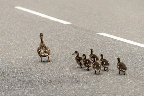 Pato Fêmea Com Seus Filhotes Andando Uma Estrada Pública — Fotografia de Stock