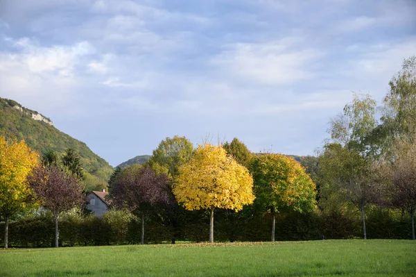 Acer Faggi Autunno Colore Autunnale Con Foglie Giallo Vivo Francia — Foto Stock