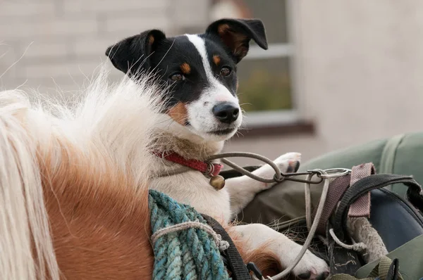 Cavallo Con Jack Russell Terrier Una Bisaccia — Foto Stock