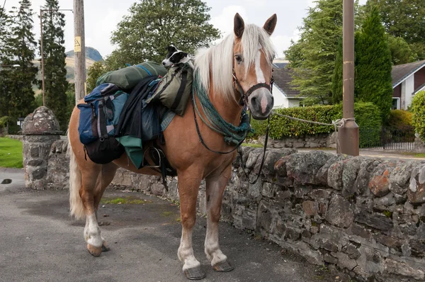 鞍袋にジャック ラッセル テリアと結びつけられた馬 — ストック写真
