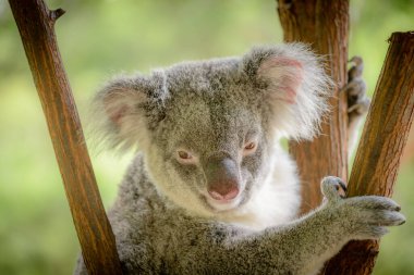 Queensland, Avustralya 'da bir Koala.