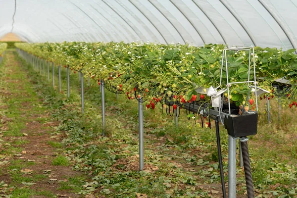 草莓生长在台面灌溉系统的多道隧道中 — 图库照片