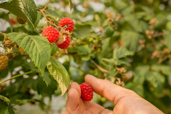 Ripe Raspberries Being Harvested Hand — Stock Photo, Image
