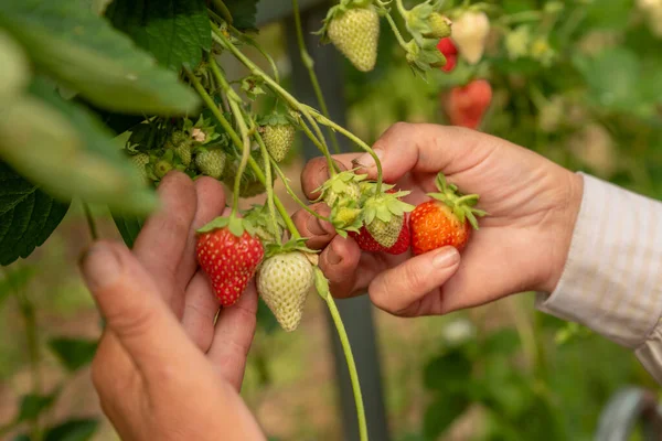 Erdbeeren Werden Von Hand Aus Einer Tischbewässerungsanlage Geerntet — Stockfoto