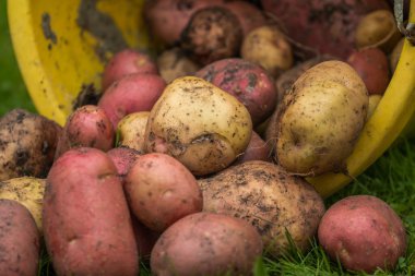 Düz bahçesinden taze patates.
