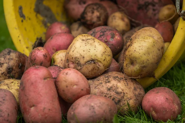 Düz bahçesinden taze patates.