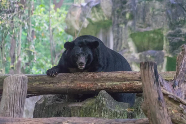 Korkunç görünümlü Asyalı kara ayı..