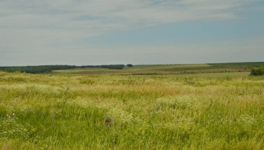 Yaz ve gökyüzü çayır