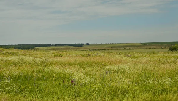 Yaz ve gökyüzü çayır