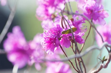 .  Blooms ormangülü dauricum olabilir