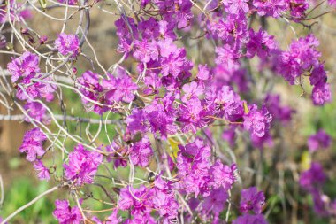 Rus Uzak Doğu'rassvjol ormangülü dauricum bahar. 
