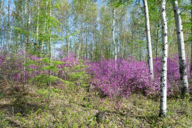 Rus Uzak Doğu'rassvjol ormangülü dauricum bahar. 
