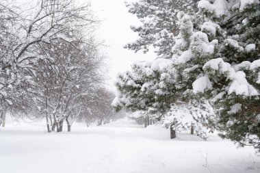 Khabarovsk bölge blizzard Komsomolsk Şehir Parkı