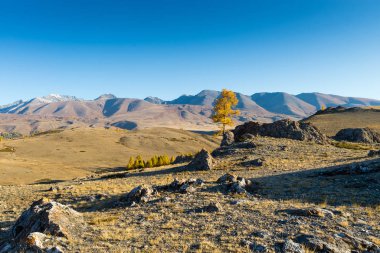 Kurai bozkırları sonbaharda. Chuya Nehri Vadisi. Altai Cumhuriyeti 