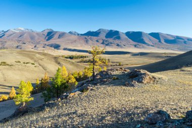 Kurai bozkırları sonbaharda. Chuya Nehri Vadisi. Altai Cumhuriyeti 