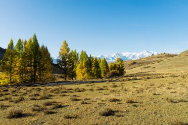 Kurai bozkırları sonbaharda. Chuya Nehri Vadisi. Altai Cumhuriyeti 