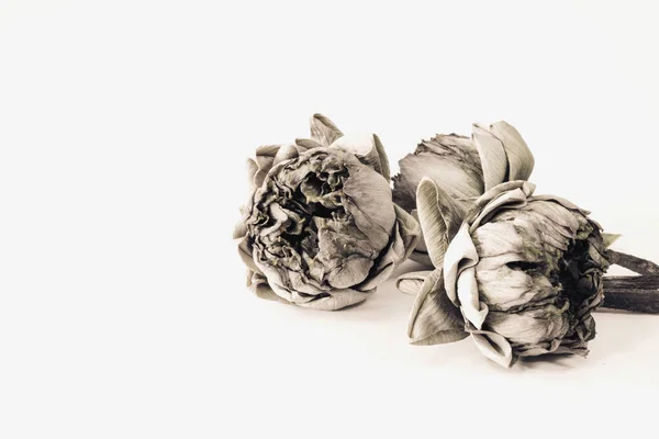 kurutulmuş lotus çiçekleri