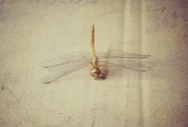 Dragonfly död stommen — Stockfoto