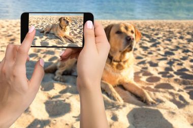 Labrador köpek sahilde yalan bir fotoğraf çekmek için mobil cep telefonu ile kadın el