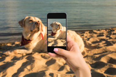 Labrador köpek sahilde yalan bir fotoğraf çekmek için mobil cep telefonu ile kadın el