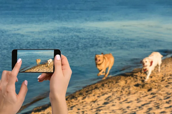 Frau reicht Handy, um ein Foto von zwei Labradoren zu machen, die am Flussufer entlang rennen — Stockfoto