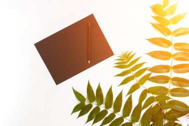 Eskiz defteri ve kalemleri beyaz masada doğal kompozisyonu yeşil dalları ile dekore edilmiştir. Düz yatıyordu, en iyi görünümü, görünümü yukarıdaki. Güneş parlaması