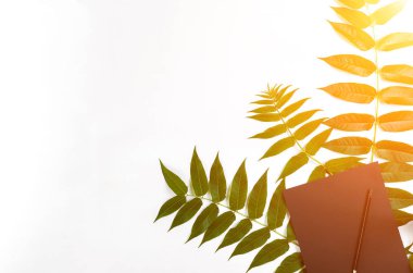 Eskiz defteri ve kalemleri beyaz masada doğal kompozisyonu yeşil dalları ile dekore edilmiştir. Düz yatıyordu, en iyi görünümü, görünümü yukarıdaki. Güneş parlaması