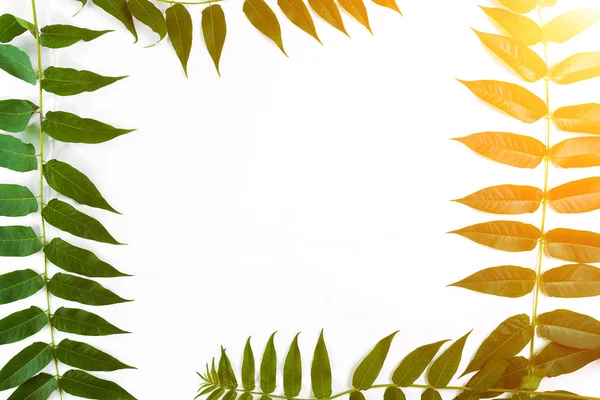 흰색 바탕에 녹색 잎 지점입니다. 평면 위치, 최고 볼 수 있습니다. 태양 플레어 — 스톡 사진