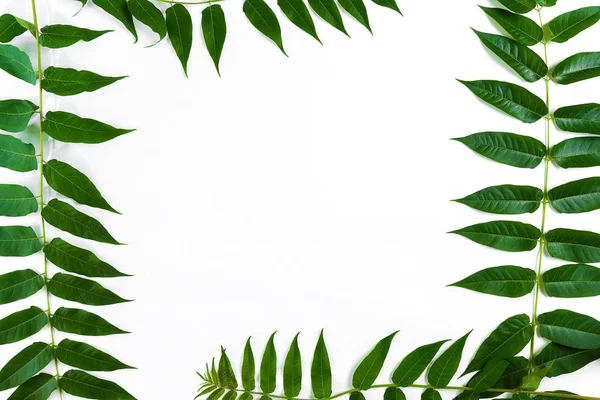 흰색 바탕에 녹색 잎 지점입니다. 평면 위치, 최고 보기 — 스톡 사진