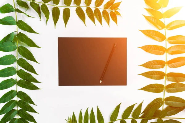 Eskiz defteri ve kalemleri beyaz masada doğal kompozisyonu yeşil dalları ile dekore edilmiştir. Düz yatıyordu, en iyi görünümü, görünümü yukarıdaki. Güneş parlaması