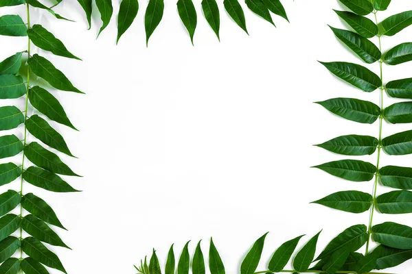 흰색 바탕에 녹색 잎 지점입니다. 평면 위치, 최고 보기 — 스톡 사진
