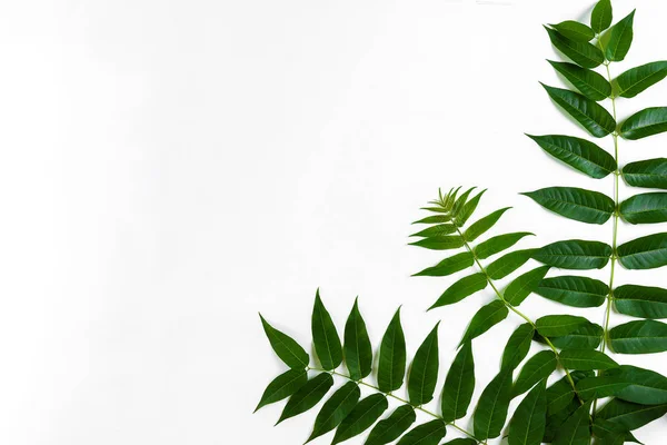Зелене листя гілок на білому тлі. плоский ліжко, вид зверху — стокове фото