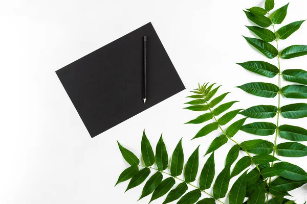 Eskiz defteri ve kalemleri beyaz masada doğal kompozisyonu yeşil dalları ile dekore edilmiştir. Düz yatıyordu, üst yukarıdan görünümü