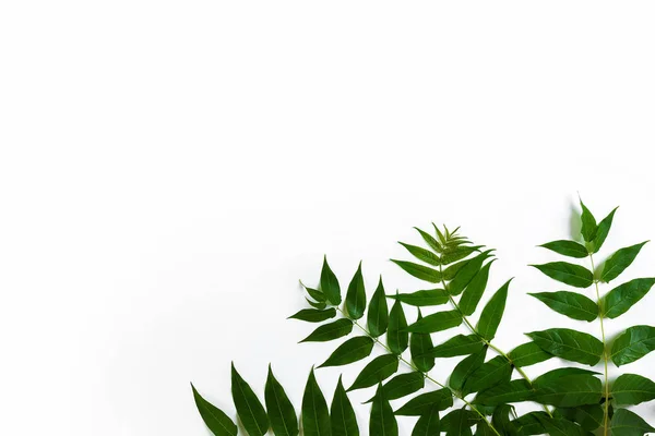Зелене листя гілок на білому тлі. плоский ліжко, вид зверху — стокове фото