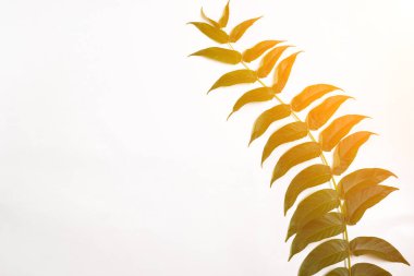 Beyaz zemin üzerine yeşil yaprak dalları. düz yatıyordu, en iyi görünüm. Güneş patlaması