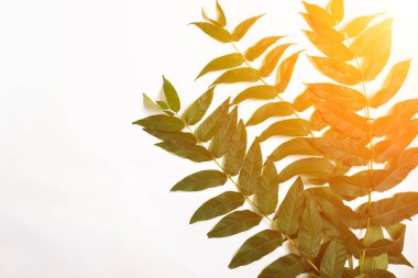 Beyaz zemin üzerine yeşil yaprak dalları. düz yatıyordu, en iyi görünüm. Güneş patlaması