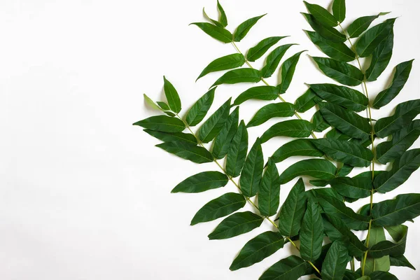 Green leaf branches on white background. flat lay, top view