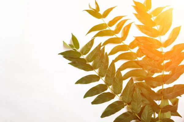 Beyaz zemin üzerine yeşil yaprak dalları. düz yatıyordu, en iyi görünüm. Güneş patlaması