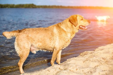 Labrador retriever köpek sahilde. Güneş parlaması