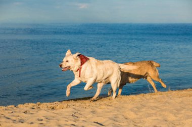 Golden Labrador Retriever eğleniyor plaj boyunca çalışan