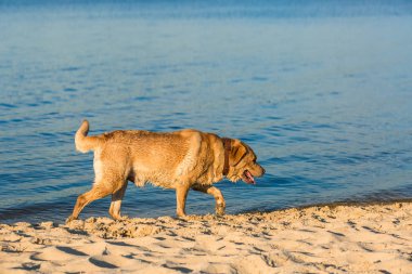 Sahilde Labrador geri almak