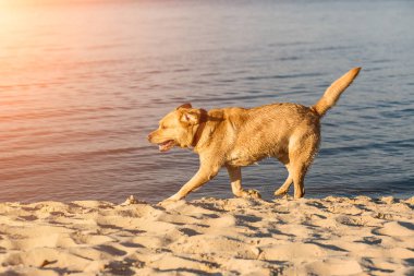 Sahilde Labrador geri almak. Güneş parlaması
