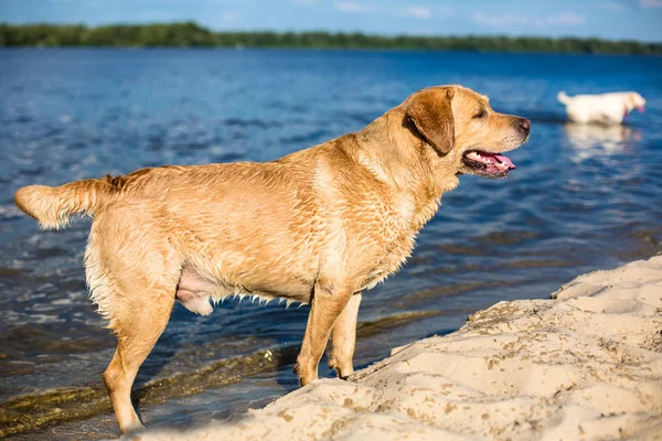 Labrador retriever köpek sahilde