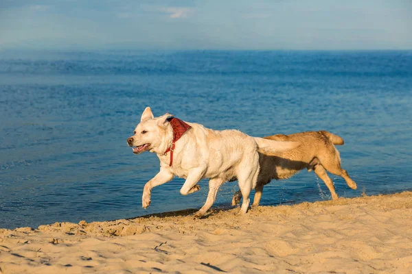 Golden Labrador Retriever eğleniyor plaj boyunca çalışan