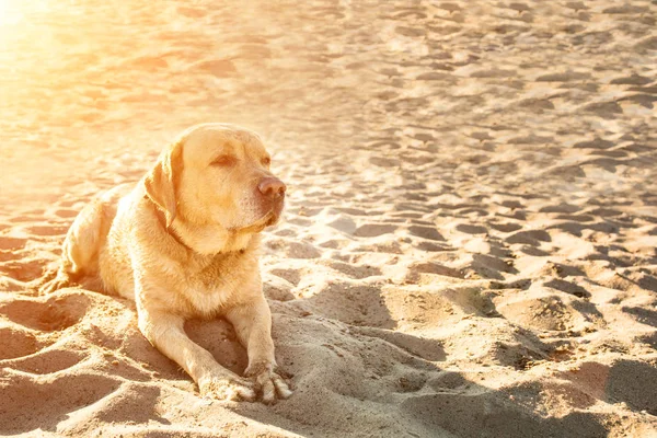 Vecchio cane giallo Labrador Retriever è sdraiato sulla spiaggia con piena di sabbia vicino al fiume, estate calda e soleggiata. Ramponamento solare — Foto Stock