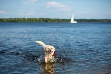 Labrador Retriever köpek büyük sıçrama ve Su damlacıkları oluşturma su ile çalışan